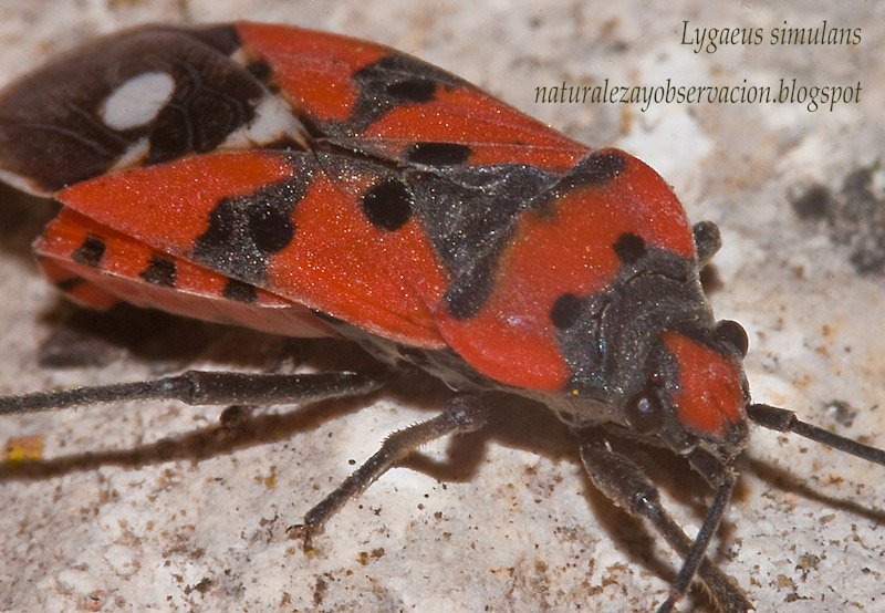 Lygaeus equestris  simulans?